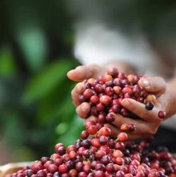 Nescafé Dolce Gusto Cappuccino Capsules - 90 Koffiecups -Koffiemelk Winkel 1190x1200 2