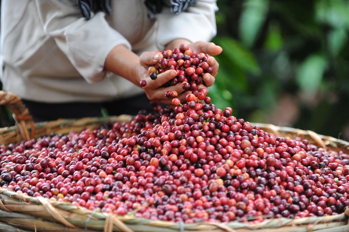 Starbucks Pike Place Medium Roast Koffiebonen - 4 Zakken à 450 Gram 5 Starbucks Pike Place Medium Roast Koffiebonen - 4 Zakken à 450 Gram - Afbeelding 3