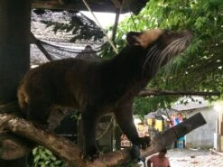 Kopi Luwak Koffie. 35 Gram Ongemalen Bonen. Direct Trade. Single Origin. The Original By Rich.Exclusive. -Koffiemelk Winkel 1200x900 2