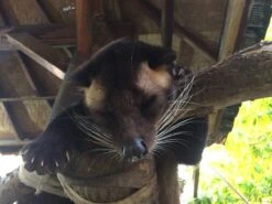 Kopi Luwak Koffie. 35 Gram Ongemalen Bonen. Direct Trade. Single Origin. The Original By Rich.Exclusive. -Koffiemelk Winkel 1200x900 3